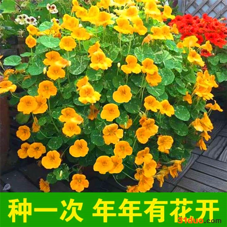 四季易种旱金莲种子 旱荷花种子 金莲花 室内阳台盆栽花卉种子秋