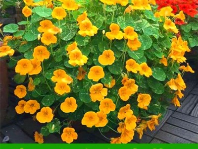 四季易种旱金莲种子 旱荷花种子 金莲花 室内阳台盆栽花卉种子秋