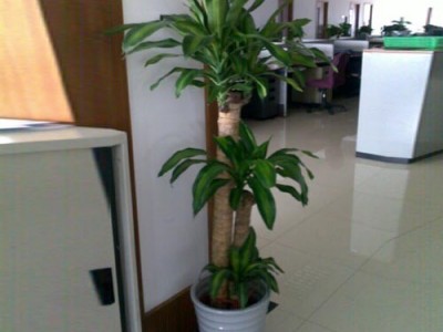 重庆植物租赁办公室绿植花卉租赁特大巴西木植物租摆室内绿植租赁