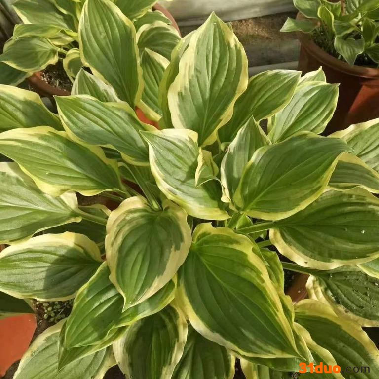 辽宁花圃花卉 观叶甜心玉簪 小甜心玉簪花 金边玉簪宿根 盆栽绿植花卉厂家