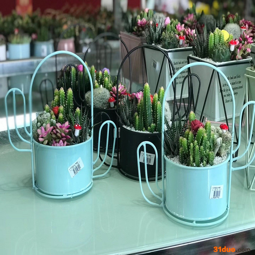 深圳绿植租赁公司，大型小型中型植物都有出租，植物租摆设计方案 深圳花卉租摆