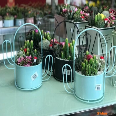 深圳绿植租赁公司，大型小型中型植物都有出租，植物租摆设计方案 深圳花卉租摆