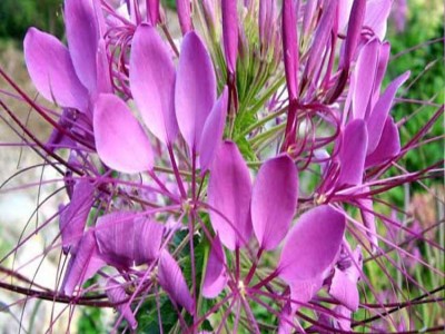 花卉种子 醉蝶花种子  凤蝶草花种子 四季播种 色彩多 量大优惠