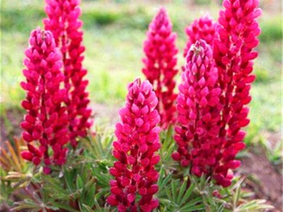 四季易播种鲁冰花种子庭院阳台盆栽花卉植物种孑易活花籽开花不断