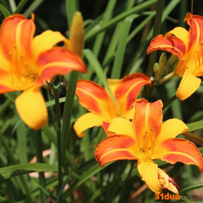宿根花卉金娃娃萱草 大花萱草红宝石萱草  大量现货供应耐寒地被
