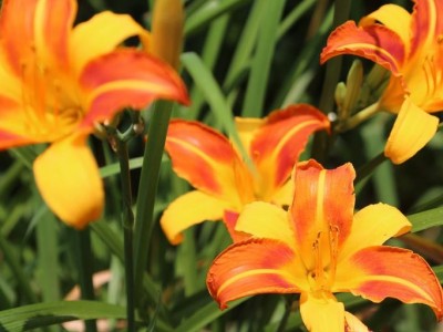 宿根花卉金娃娃萱草 大花萱草红宝石萱草  大量现货供应耐寒地被