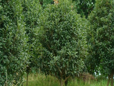 远华桂花树苗浓香型花卉丹桂丹桂苗室内室外盆栽种植