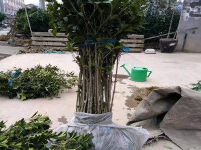 基地直销桂花树苗 红桂 庭院植物盆栽花卉绿化苗木丹桂3-4年苗