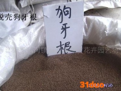 批发国内外花卉种子：黑麦草草种子，四季青草种子，白三叶草种子