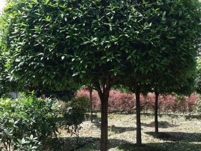 园林苗木  成都紫薇  成都紫薇批发  成都高杆桂花　　苗木花卉