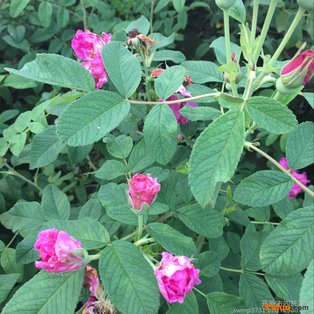东北辽宁多季刺枚 四季刺玫基地各种耐寒苗木花卉