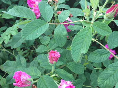 东北辽宁多季刺枚 四季刺玫基地各种耐寒苗木花卉