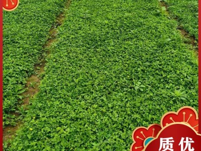 蛇莓 蛇莓价格 蛇莓基地批发 卓赫 宿根花卉销售