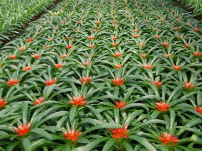 卖花郎园艺漳州小盆栽小红星批发鸿运当头凤梨花四季开花花卉吉祥室内植物