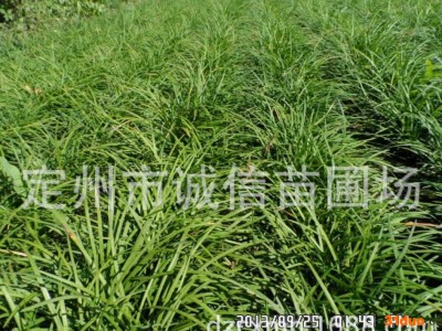 定州苗圃出售草坪系列  绿化苗木 花卉系列