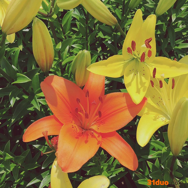 花卉百合 白百合绿色植被盆栽基地 厂家批发