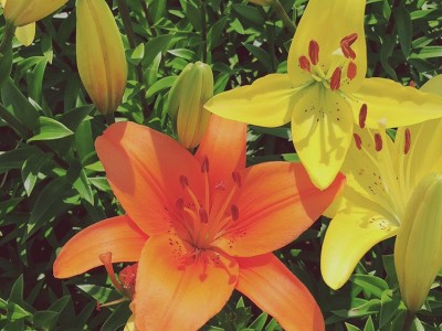 花卉百合 白百合绿色植被盆栽基地 厂家批发