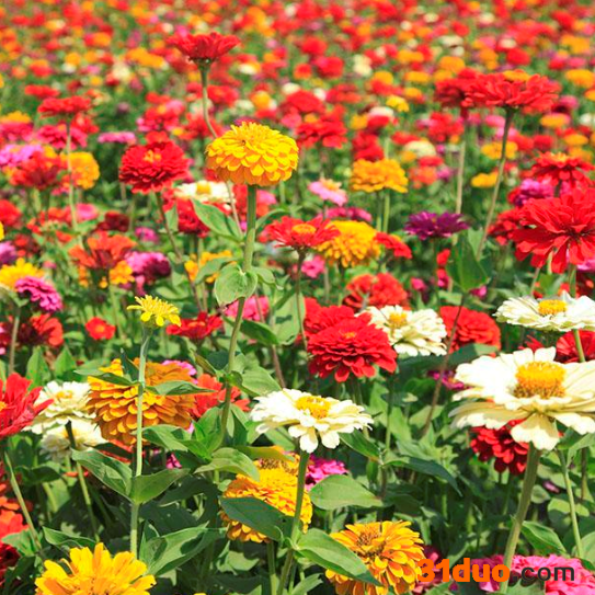 **景观绿化种子 供应**花卉种子 批发零售百日草种子 全国快递邮寄包邮