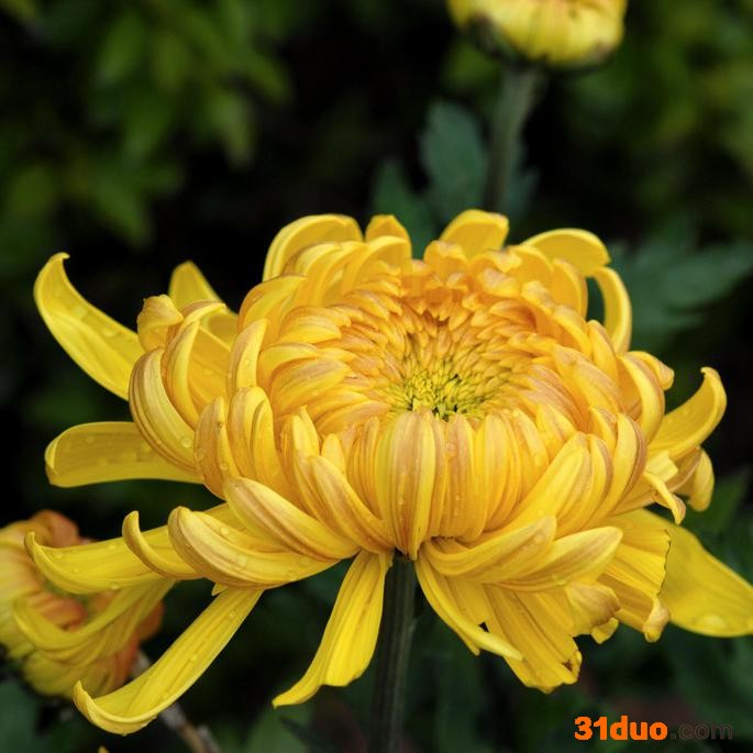 鞍山花卉基地 黄色菊花 白色菊花批发 金焰绣线菊 绿色植被盆栽景观