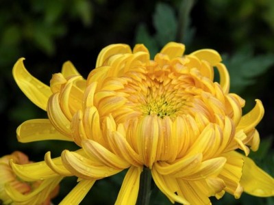 鞍山花卉基地 黄色菊花 白色菊花批发 金焰绣线菊 绿色植被盆栽景观