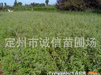 定州苗木金叶莸定州苗圃出售金叶莸苗木花卉