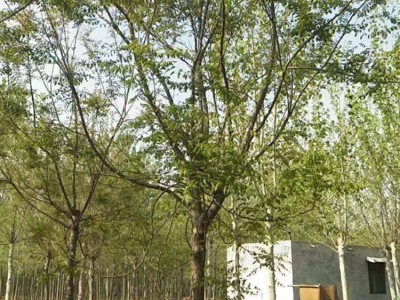 山东供应风景树栾树 丛生栾树 花卉苗木栾树
