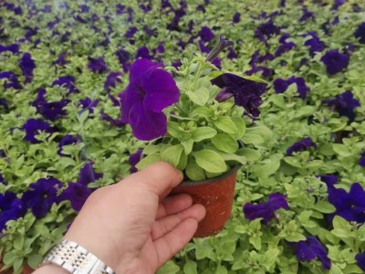 矮牵牛 绿民花卉 牵牛花 矮牵牛批发 牵牛花价格 厂家基地