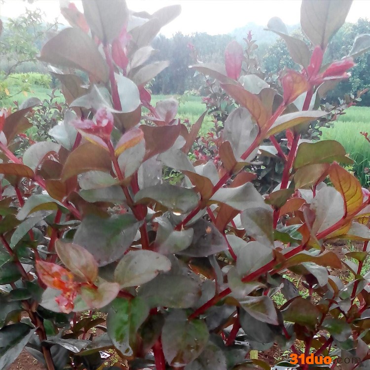 批发紫薇苗  速生紫薇 庭院花卉植物耐寒 南方北方均可种植开花