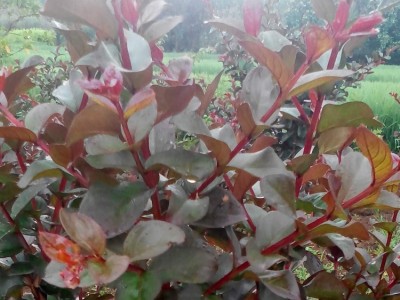 批发紫薇苗  速生紫薇 庭院花卉植物耐寒 南方北方均可种植开花