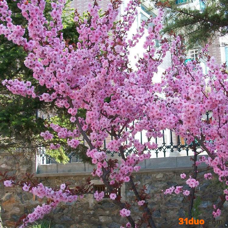 美人梅树 庭院绿化室外阳台盆栽花卉批发