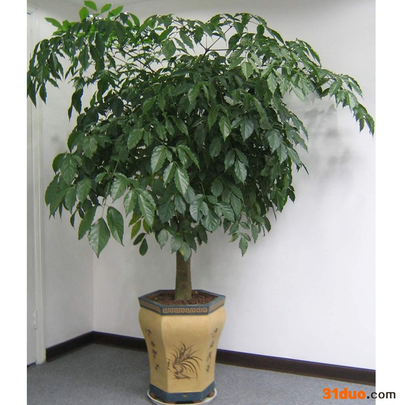 望花区葵百合仿真花 仿真草 假花 假草 植物墙 园林绿化养护 花卉、苗木 专业厂家欢迎订购