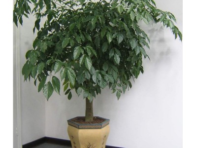 望花区葵百合仿真花 仿真草 假花 假草 植物墙 园林绿化养护 花卉、苗木 专业厂家欢迎订购