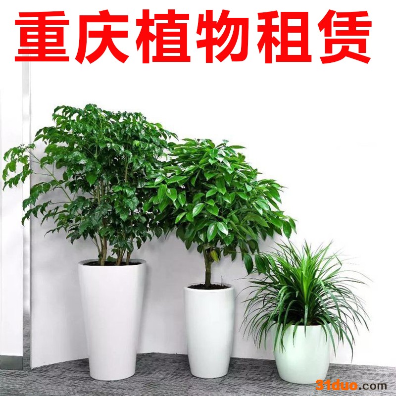 绿植租赁 重庆植物租赁 花卉出租公司专业人员定期养护多品种植物可选