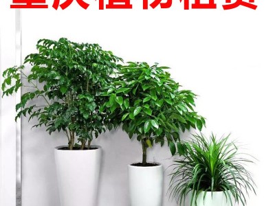 绿植租赁 重庆植物租赁 花卉出租公司专业人员定期养护多品种植物可选