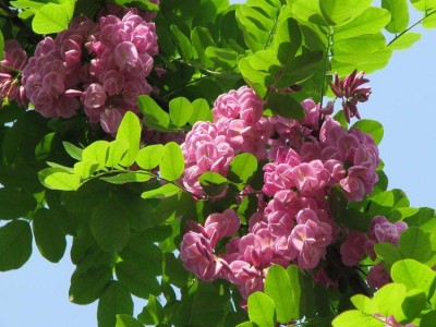 嫁接香花槐 绿化花卉花园植物 庭院种植 洋槐树苗