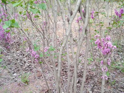 批量出售绿化工程用紫荆苗 庭院观赏花卉紫荆树苗 欢迎实地看苗