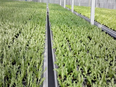 连栋薄膜温室大棚  蔬菜花卉薄膜温室  成本低 采光好