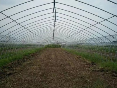 花卉蔬菜大棚 花卉大棚塑料薄膜大棚造价 钢结构蔬菜大棚管 U型大棚管