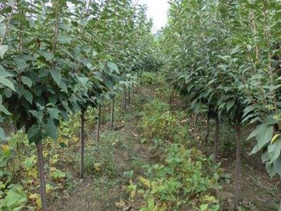 日本樱花树苗 庭院花卉 樱花树 易活绿化苗