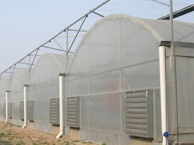 花卉育苗大棚设计 连栋薄膜温室大棚建造商 金枝