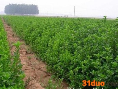 花木产地欢迎您！木槿，红马球。连翘，卫矛等花卉