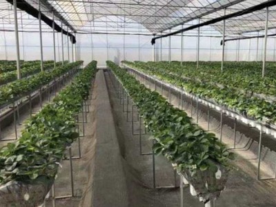 花卉大棚 镀锌带圆管