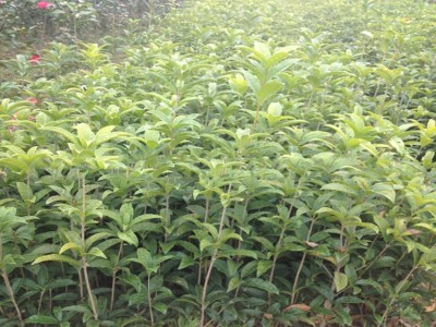 远华桂花树苗浓香型花卉丹桂丹桂苗室内室外盆栽地栽种植