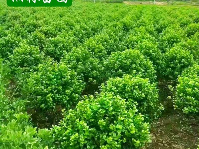 无刺构骨球 枸骨球小苗灌木花卉 园林绿化 常绿乔木 规格齐全