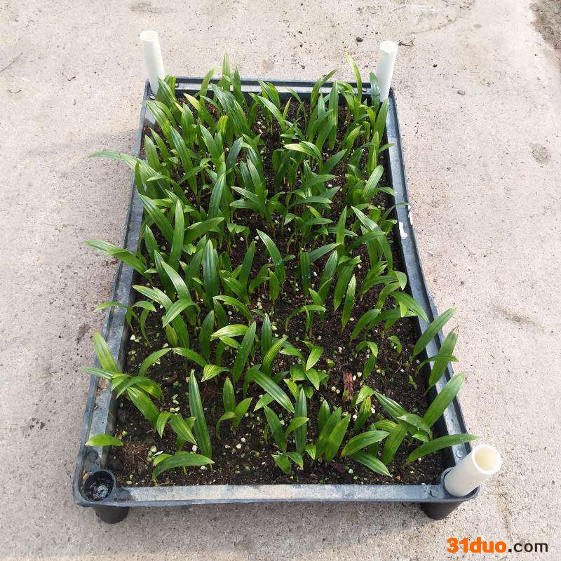 苗圃直供**棕竹苗盆栽花卉室内常绿棕榈科植物