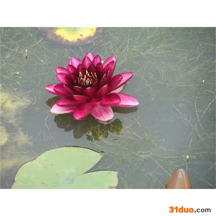 铭德源睡莲苗花卉睡莲苗出售别称水浮莲