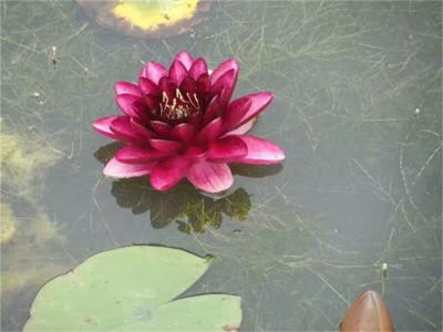 铭德源睡莲苗花卉睡莲苗出售别称水浮莲