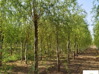 苗木花卉_金丝垂柳价格_金丝垂柳的价格_在线咨询