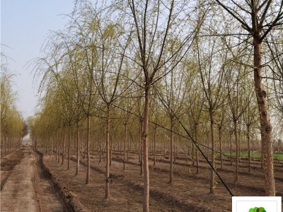 苗木花卉_柳树供应_13公分柳树价格_共同携手