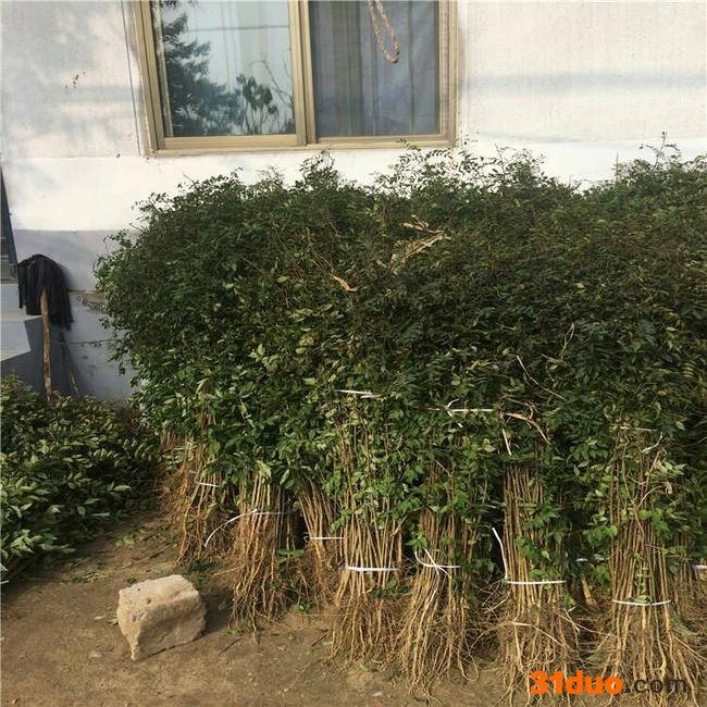 花椒苗花椒树苗果树果树苗当年结果庭院盆栽花卉适合南北方种植